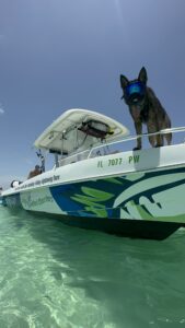 Bax, the adventurous German Shepherd, dons Rexspecs on the bow of Lightly Salted Charters' boat, gazing into the horizon
