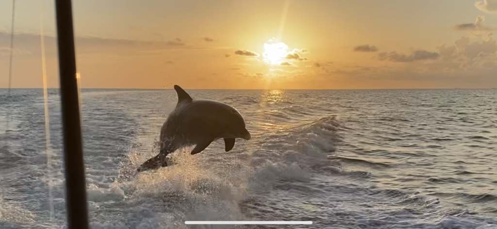 Dolphin leaping in front of a vibrant sunset on our Sunset Tour.