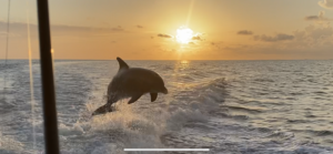 Dolphin leaping in front of a vibrant sunset on our Sunset Tour.