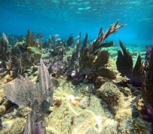Underwater photo showing delicate fan corals and a variety of fish at Alligator Reef, highlighting the diverse marine life and coral structures.